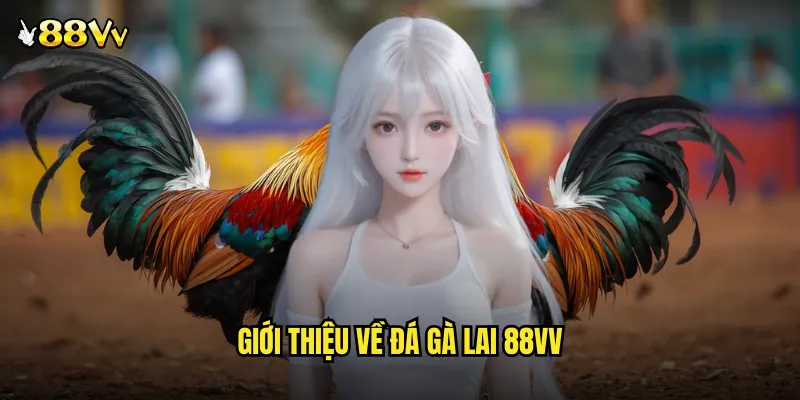 Giới Thiệu Về Đá Gà Lai 88VV
