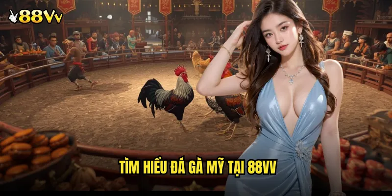 Tìm Hiểu Đá Gà Mỹ Tại 88VV