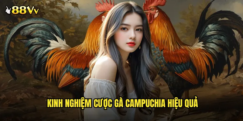 Kinh Nghiệm Cược Gà Campuchia Hiệu Quả